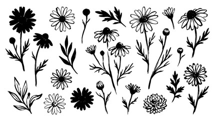 Obraz premium Hand drawn chamomile flower set with black ink botanical sketches