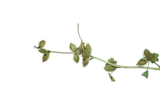 Xanthium weed branch with green prickly pods on png background for school study.