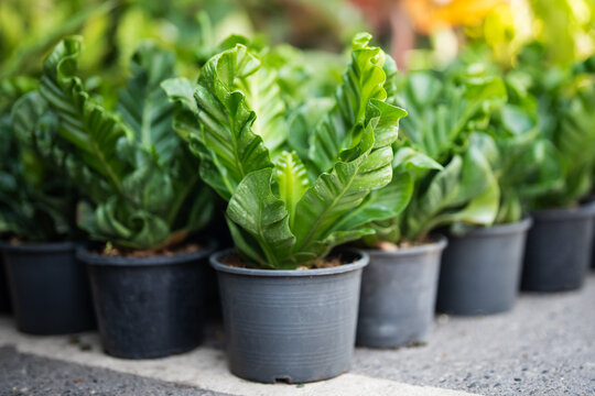 Many potted Asplenium nidus fern plants also known as Cobra (Asplenium antiquum) placed on ground display for sale in flower shop, exotic fern with thick, wavy fronds selling at houseplants store.