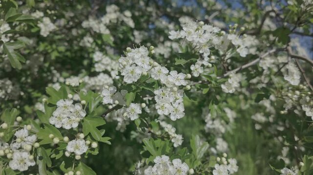 Branches covered with white flowers on a blooming Hawthorn, Crataegus sway in the wind on a sunny spring day