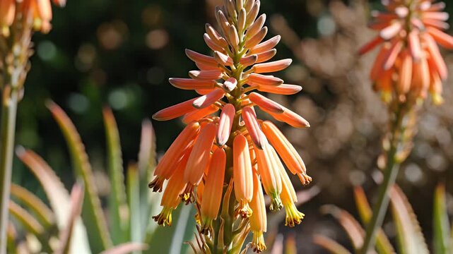 Vibrant orange aloe vera flowers blooming in a garden.