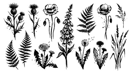 Monochrome ink drawing set of wild flowers and fern leaves © Alan