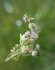 Fototapeta premium Trifolium tomentosum, trevol de algodon, the woolly clover, is a species of annual herb in the family Fabaceae