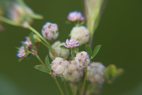 Trifolium tomentosum, trevol de algodon, the woolly clover, is a species of annual herb in the family Fabaceae