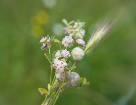 Trifolium tomentosum, trevol de algodon, the woolly clover, is a species of annual herb in the family Fabaceae