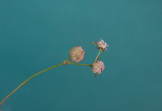 Trifolium tomentosum, trevol de algodon, the woolly clover, is a species of annual herb in the family Fabaceae