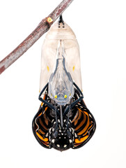 Macro of a Monarch butterfly (danaus plexippus) emerging from its chrysalis. On a white faceground. © Corry Anne