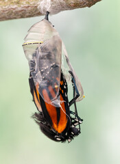 Macro of a Monarch butterfly (danaus plexippus) emerging from its chrysalis. On a soft green background. © Corry Anne