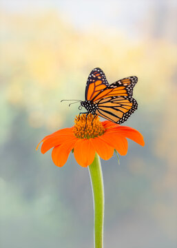 A monarch butterfly (danaus plexippus) feeding on a tithonia sunflower - side view with wings open