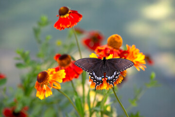 Macro of a dark morph black female eastern tiger swallowtail butterfly (papilio glaucus) on garden flowers - top view with wings spread © Corry Anne