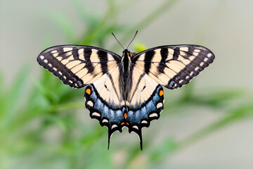 Macro of an eastern tiger swallowtail (papilio glaucus) - top view with wings spread open. © Corry Anne