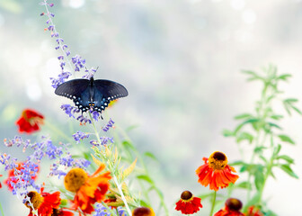 Macro of a black spicebush butterfly (papilio troilus) feeding on garden flowers - top view with wings open © Corry Anne