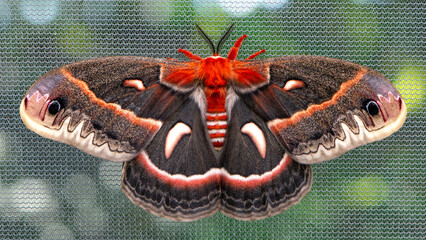 Macro of a colorful cecropia moth (hyalophora cecropia) with  wings spread open © Corry Anne