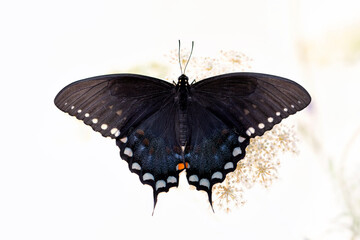 Macro of a black spicebush butterfly (papilio troilus) resting on a flower - soft white background © Corry Anne
