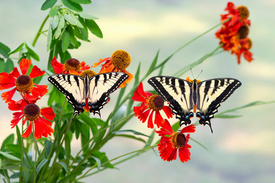 Macro of a pair of swallowtail butteries The left butterfly is an Eastern tiger swallowtail. The right butterfly is a Western tiger swallowtail. Resting on red helenium flowers on a soft background.
