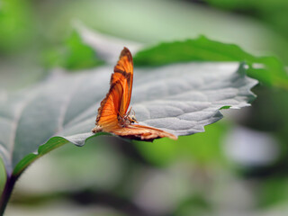 papillon orange sur une feuille © helenedevun