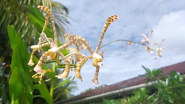 Slow motion shot of exotic brown and yellow twisted orchid flower swaying gently in the wind.
