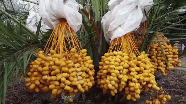 Delicious fresh dates(Phoenix dactylifera) growing on a palm tree. Fresh date palms that have an important place in advanced desert agriculture. Raw Date Palm fruits growing on a tree.