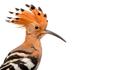 Beautiful wild hoopoe bird exotic avian fauna wildlife on transparent background © Lobov