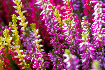 Obraz premium Heather flowers blooming in sunlight