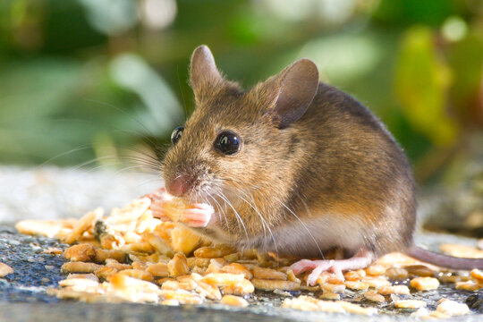 Isolated close-up of a wild house mouse sitting on my balcony and enjoying the bird food | Mus musculus