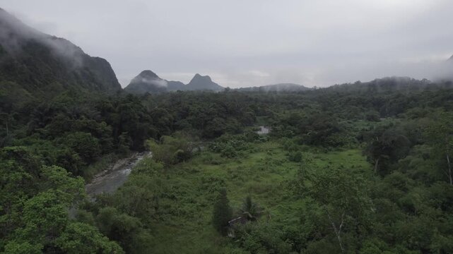 Experiencing a Misty Forest Valley with Rolling Green Hills and Distant Peaks