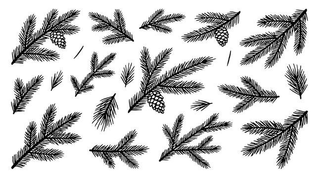 Hand drawn fir and pine branches with cones set