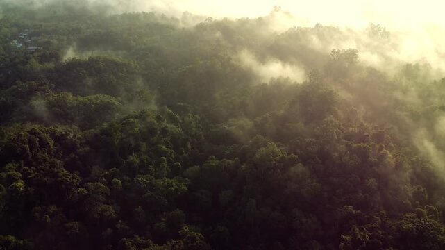 Exploring Misty Forest Canopy Amid Morning Light