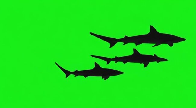 Silhouette Video of three Blacktip Reef Shark are swimming on the meddle of the screen in green screen background