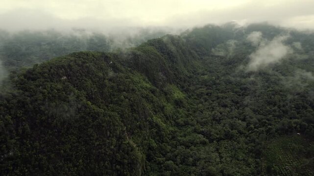 Exploring a Misty Dense Forest Valleys in a Quiet Aerial Scene