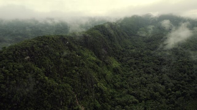 Exploring a Dense Mountain Forest Tranquil Misty Scene