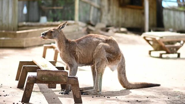 Kangaroos In Australian Wildlife Park Exhibit Near Wooden Benches