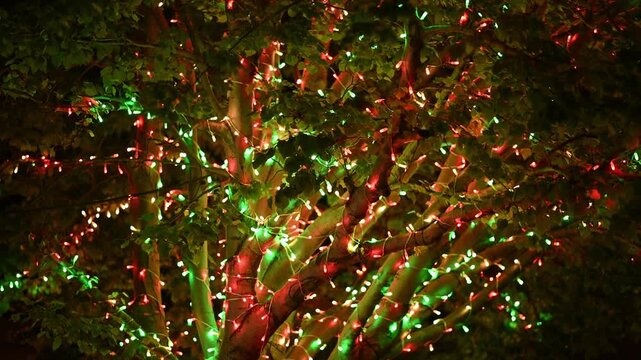 Festive Tree Illumination with Red and Green String Lights at Night