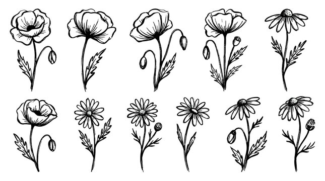 Poppy Inlines Poppy Outlines Images – Browse 29,080 Stock Photos, Vectors, and Video ...