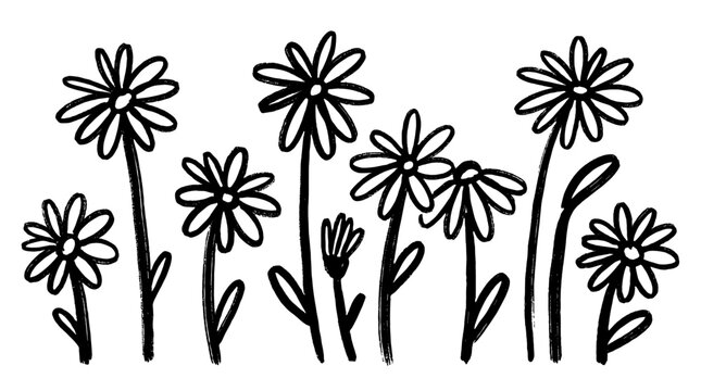 Hand drawn daisy flowers with thick stems isolated on white