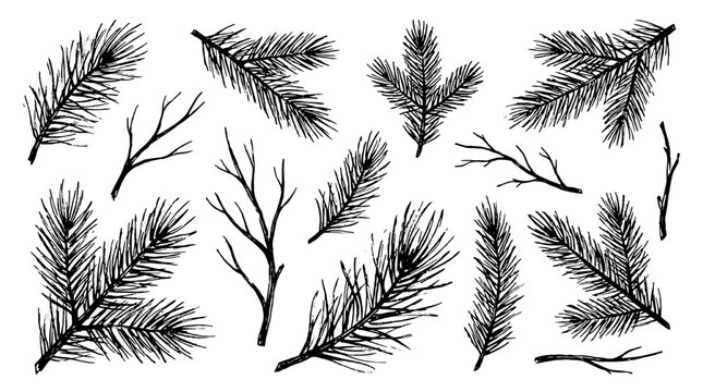 Hand drawn evergreen and bare tree branch sketch set