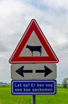 Signs in a Dutch polder with a warning the cows may cross the path