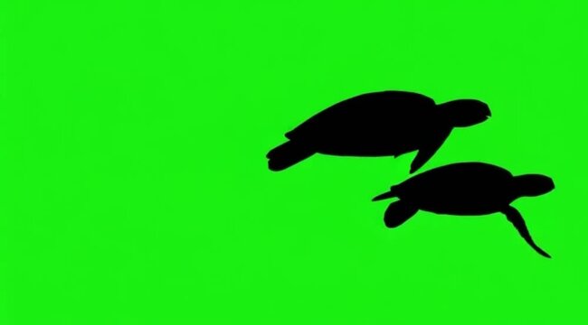 Silhouette Video of two turtle are swimming on the meddle of the screen in green screen background