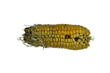 Fototapeta premium Unappetizing corn cob showing signs of rot and decay on png.