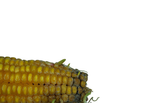Old organic yellow corn cob with green sprouts and mold on png background image.