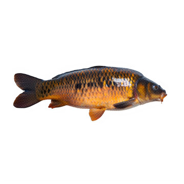 Detailed carp fish illustration with speckled halftone texture on transparent background