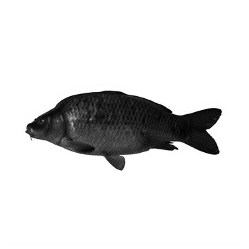 Halftone carp fish illustration on transparent background vector graphic design