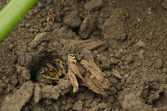 South Russian tarantula spider, Lycosa singoriensis, hiding in its burrow in the ground