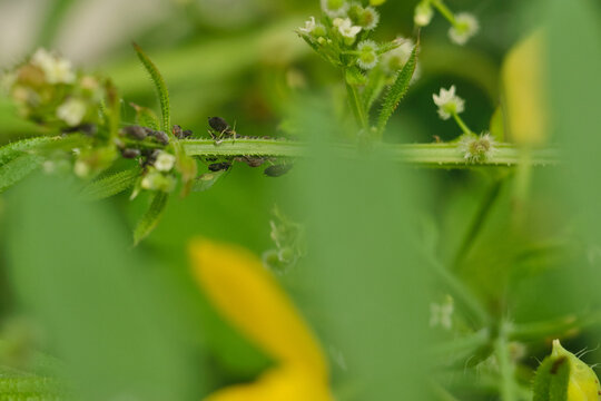Colony of black aphids, including winged and wingless individuals, on a green plant stem