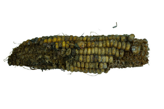 Old dry corn cob, showing texture and remaining kernels on png transparent background.