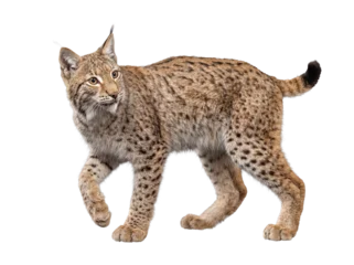 Fototapeten Luchs Majestic lynx walking with an alert expression, showcasing its spotted fur, isolated on transparent background.  © Ronald