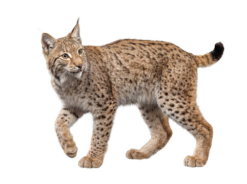 Majestic lynx walking with an alert expression, showcasing its spotted fur, isolated on transparent background.