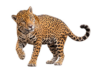 Fototapeta premium Graceful jaguar, Panthera onca, steps forward with intent, showcasing its intricate rosette pattern on its fur.