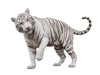 Fototapeta premium Realistic illustration of a beautiful white tiger with piercing blue eyes, gracefully moving forward with intent.