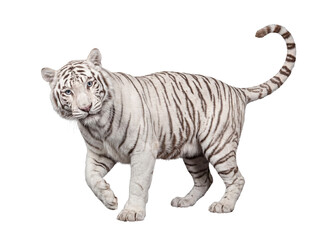 Obraz premium Realistic illustration of a majestic white tiger with striking blue eyes, cautiously approaching and looking forward.